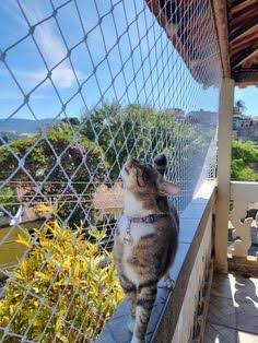 Pet safety net installation for a balcony in Coimbatore